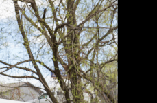 Lamborghini Gallardo на кованых дисках Vossen Forged VPS-306